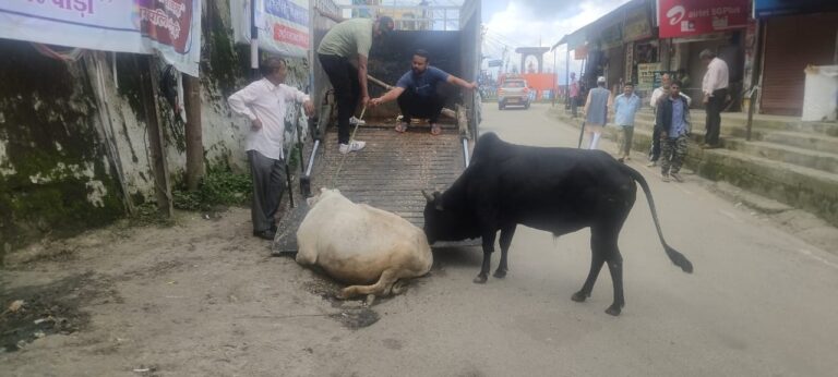 जिलाधिकारी के निर्देशन में पालिका ने शहर में घूम रहे आवारा पशुओं को भेजा गौशाला 