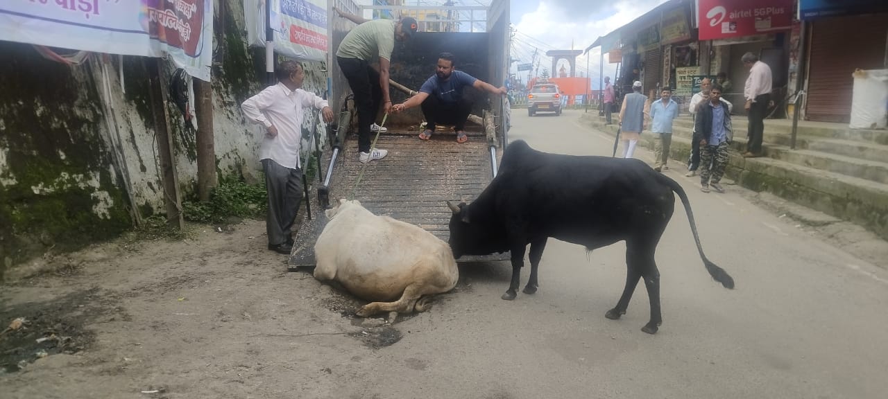 जिलाधिकारी के निर्देशन में पालिका ने शहर में घूम रहे आवारा पशुओं को भेजा गौशाला 