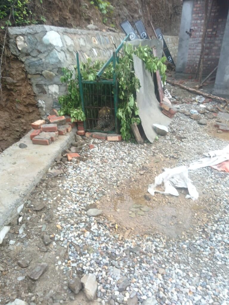 गुलदार के आहार-विहार की विशेषज्ञ कर रहे जांच