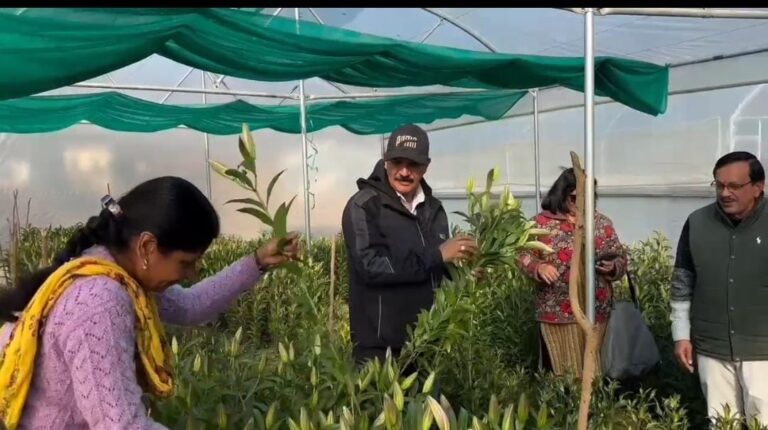 धामी सरकार के सहयोग से कोट ब्लॉक में की जा रही लिलियम फूलों की खेती