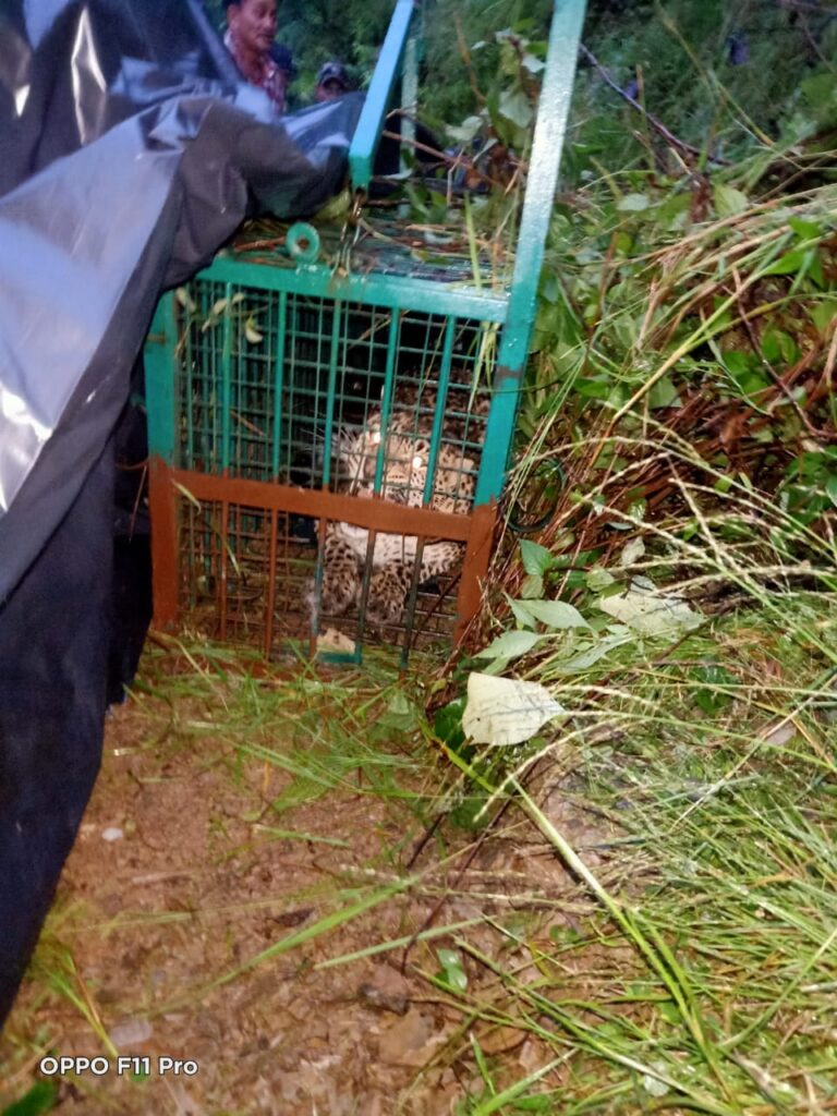 त्वरित कार्यवाही से गुलदार पर शिकंजा, ग्रामीणों ने ली राहत की सांस