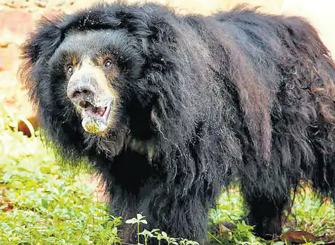 पैठाणी रेंज के प्रभावित गांवों में गश्त, ड्रोन निगरानी और मुआवजा वितरण जारी